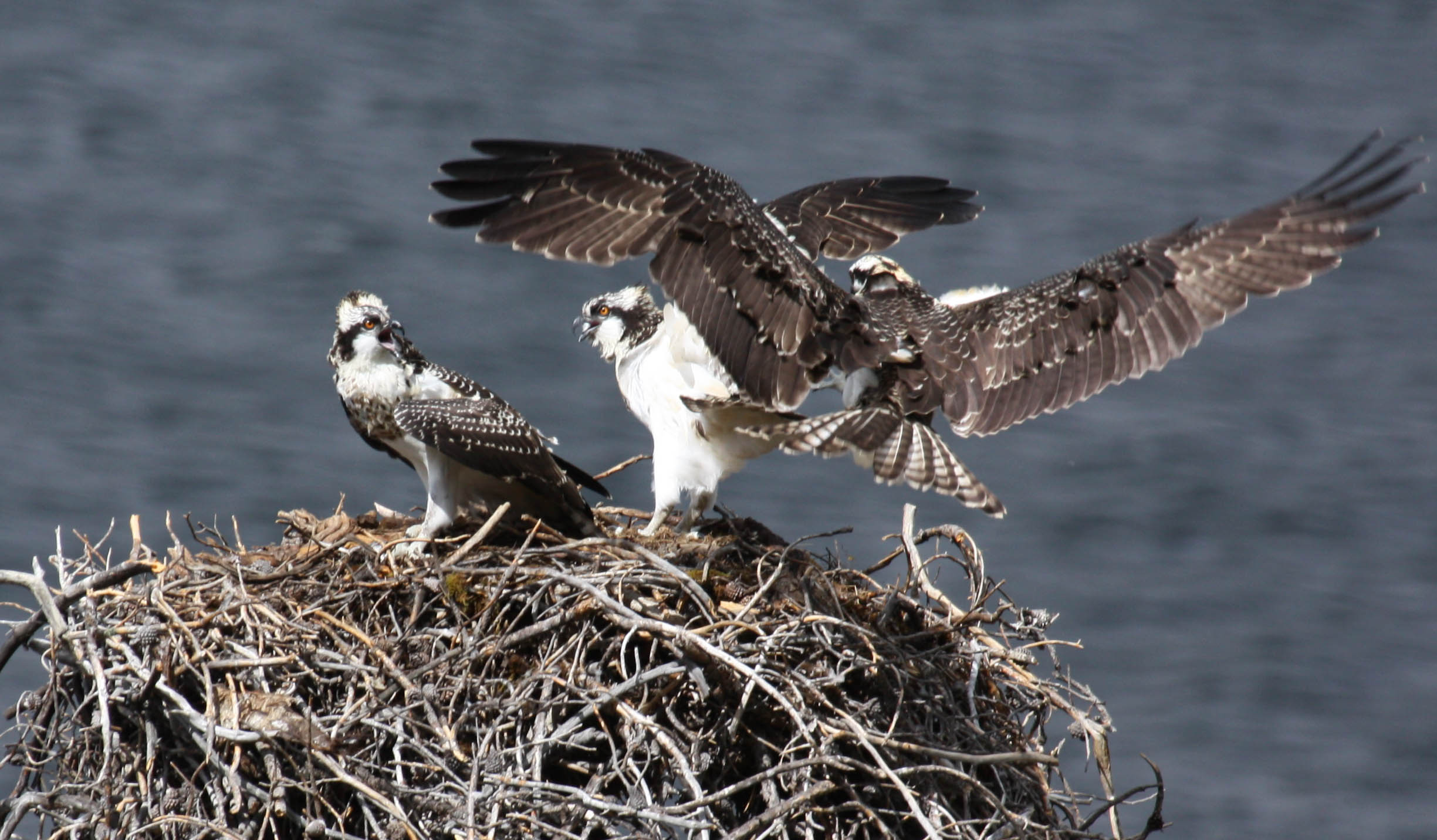 Lake Granby Osprey